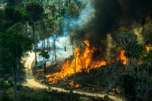 amazonia blockchain governo