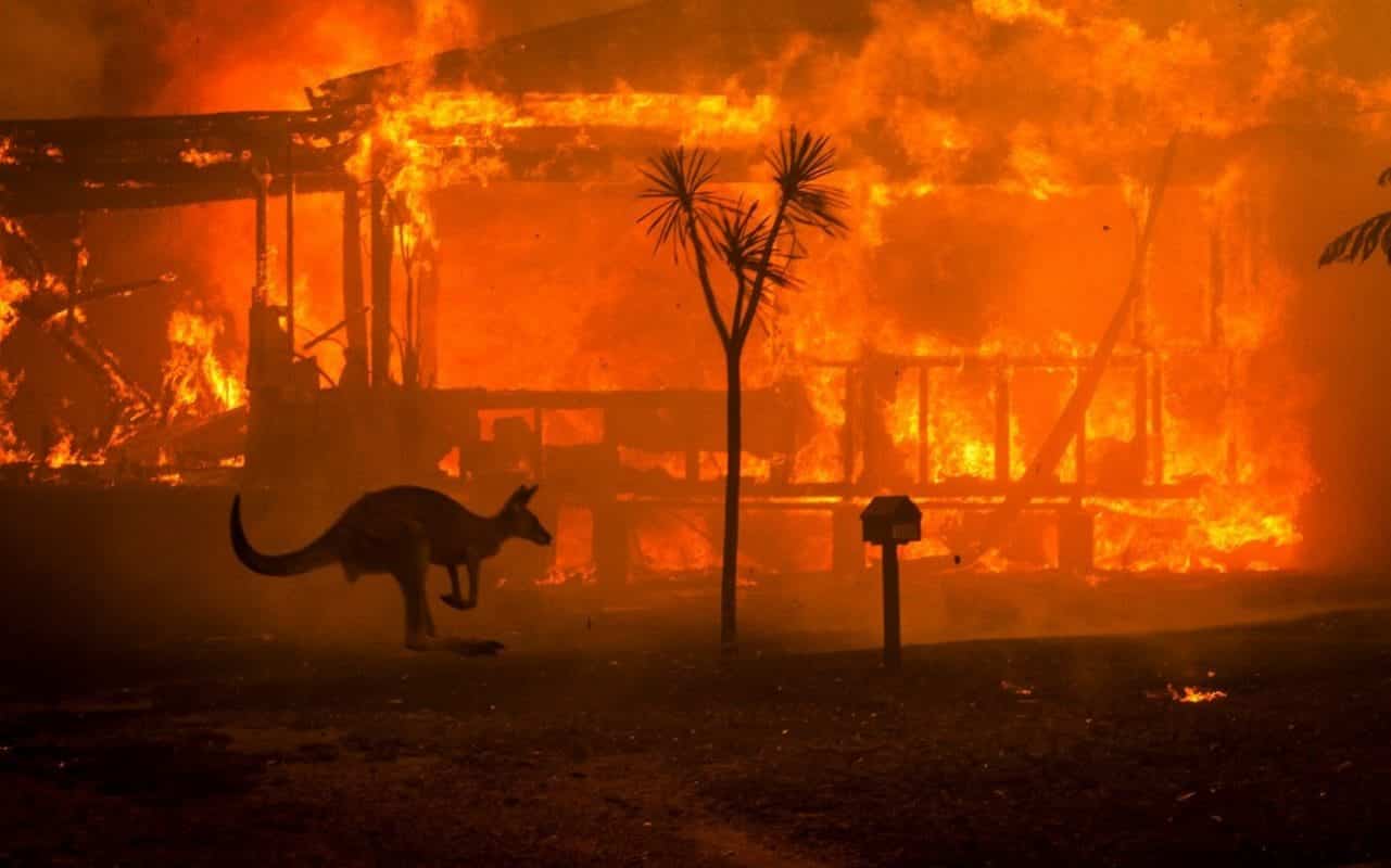 criptomoedas-austrália-queimadas-cangurus-animais-incêndio-doação-doar-ajudar