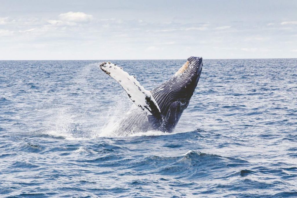 As baleias estão começando a acumular Ethereum, revela análise