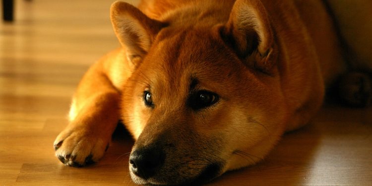 Um quarto do suprimento de Dogecoin (DOGE) é mantido nas carteiras de uma empresa