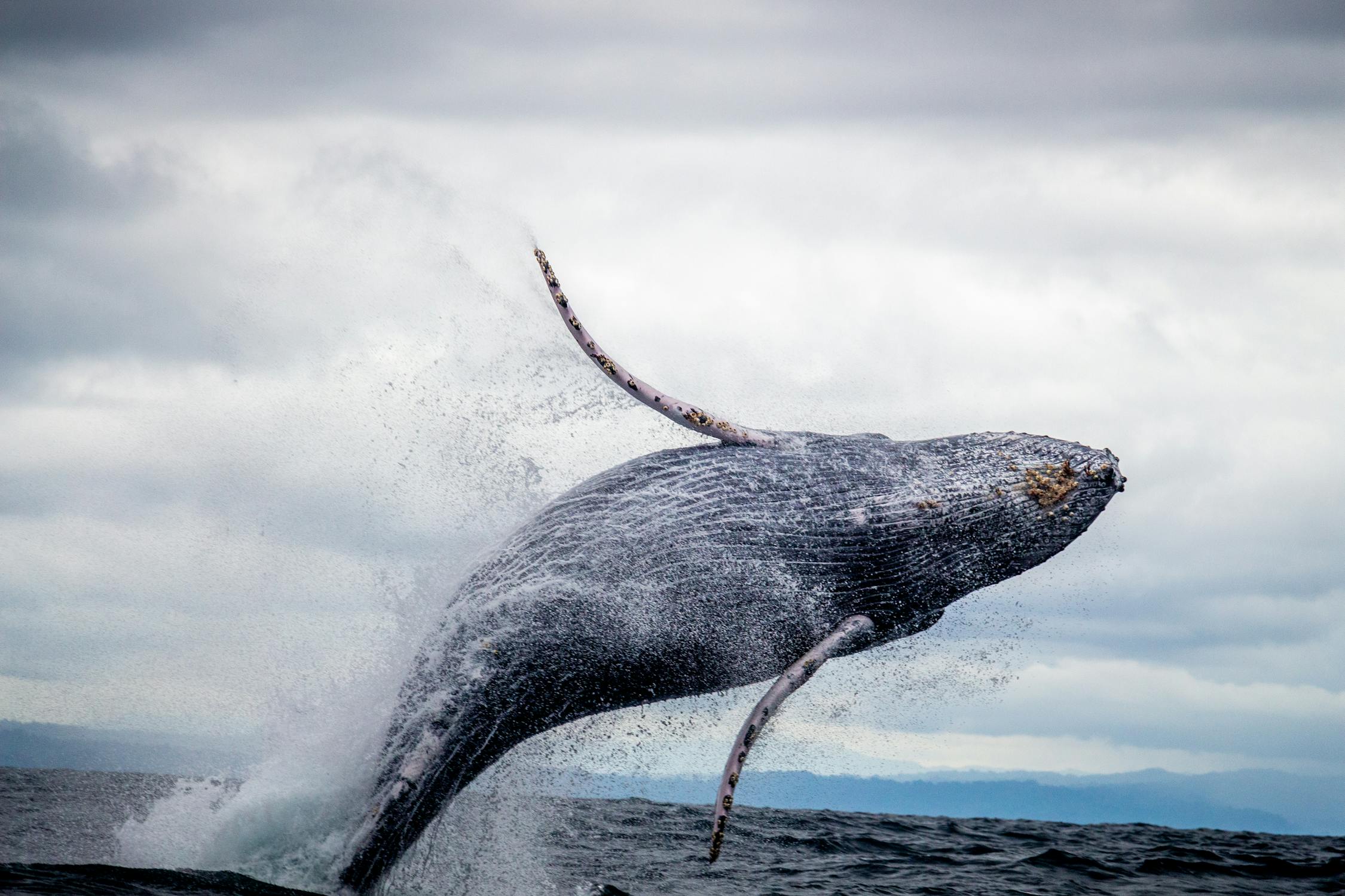 CryptoQuant aponta que baleias novatas estão por trás da alta do bitcoin (BTC)