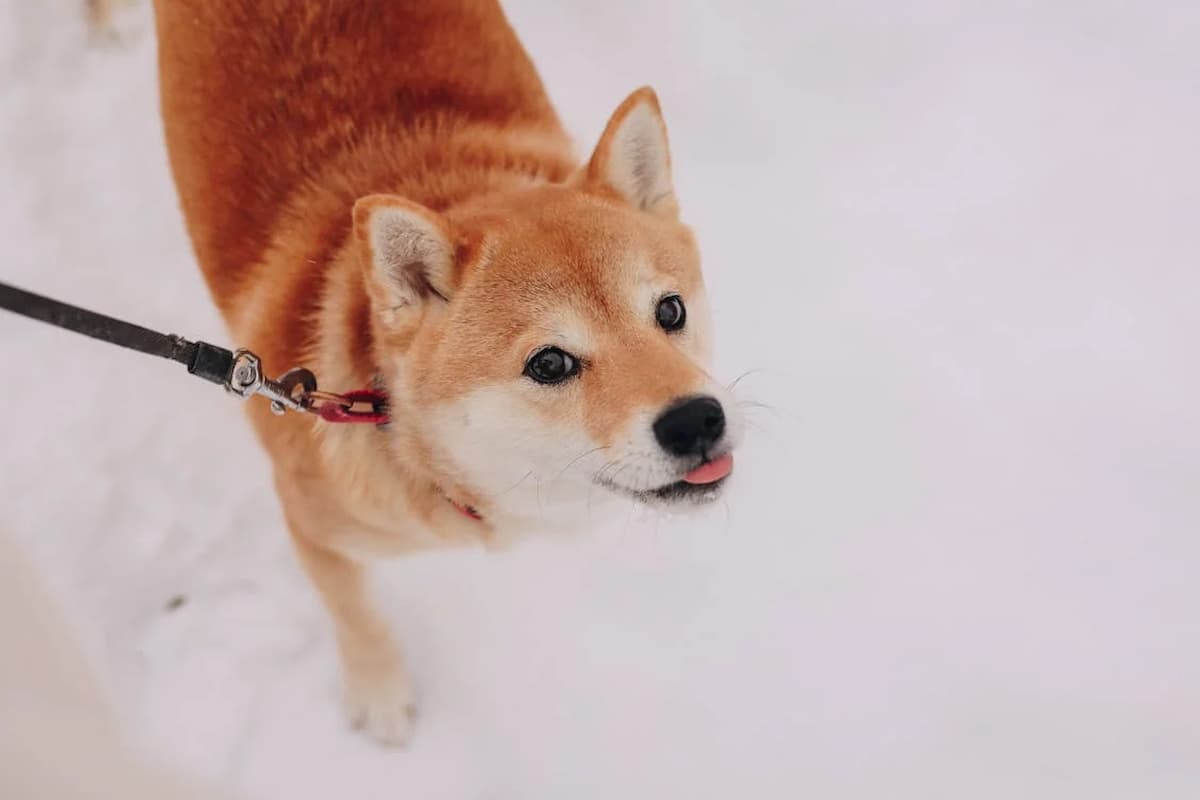 Exchange de criptomoedas prevê alta de 40% para a Shiba Inu (SHIB)