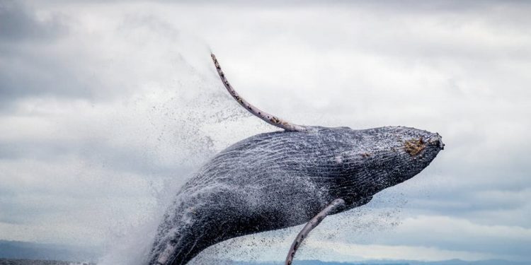 Baleias realizam movimentações milionárias em Ethereum (ETH)
