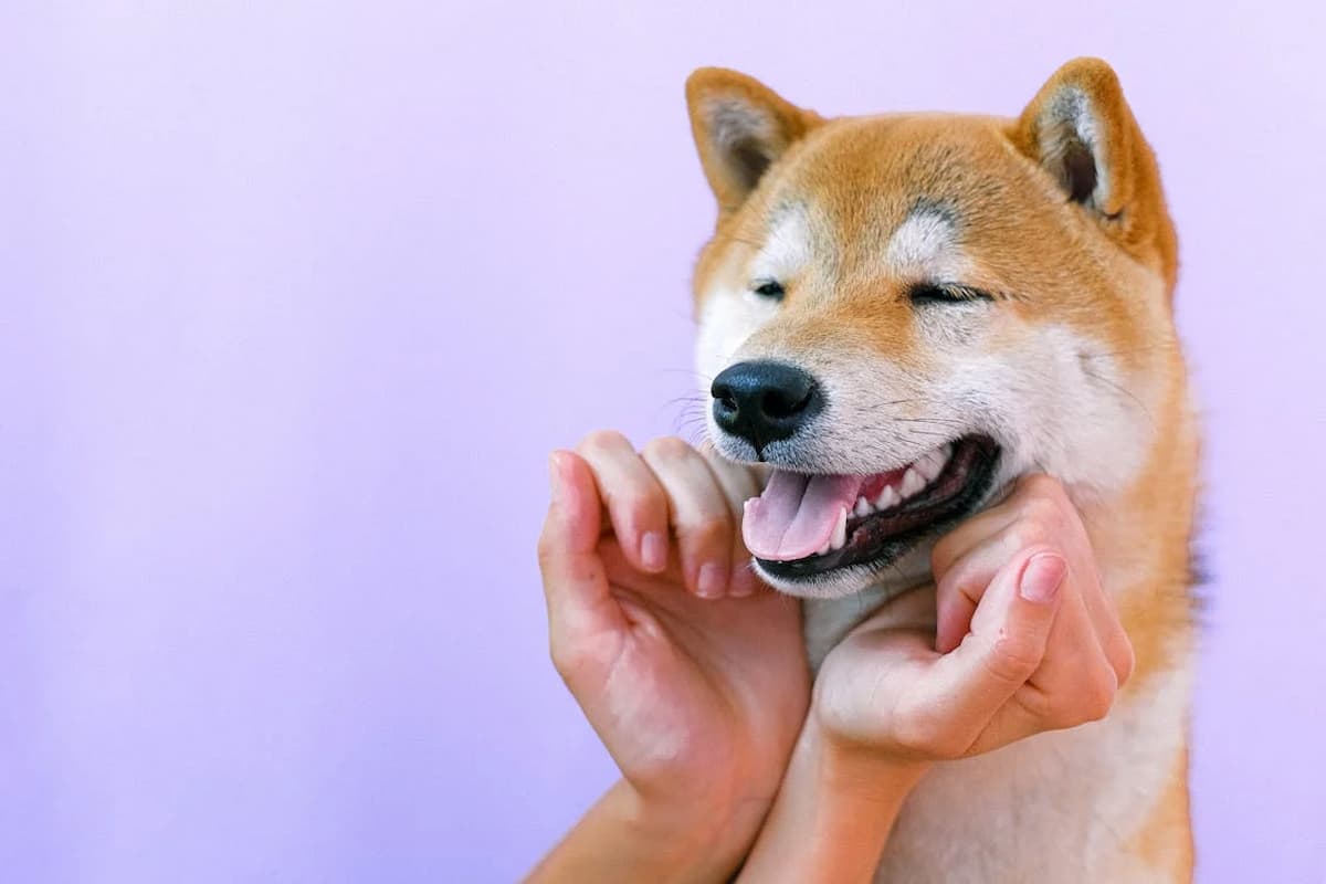 Primeira empresa pública dos EUA aceita Shiba Inu (SHIB) como forma de pagamento