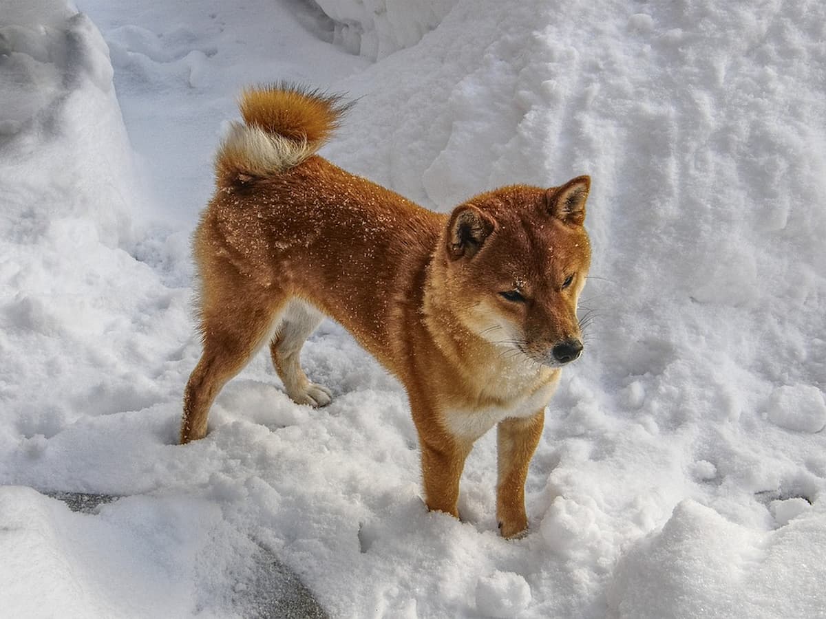 Analista: Shiba Inu (SHIB) está repetindo o padrão de 2021, quando valorizou 1000%