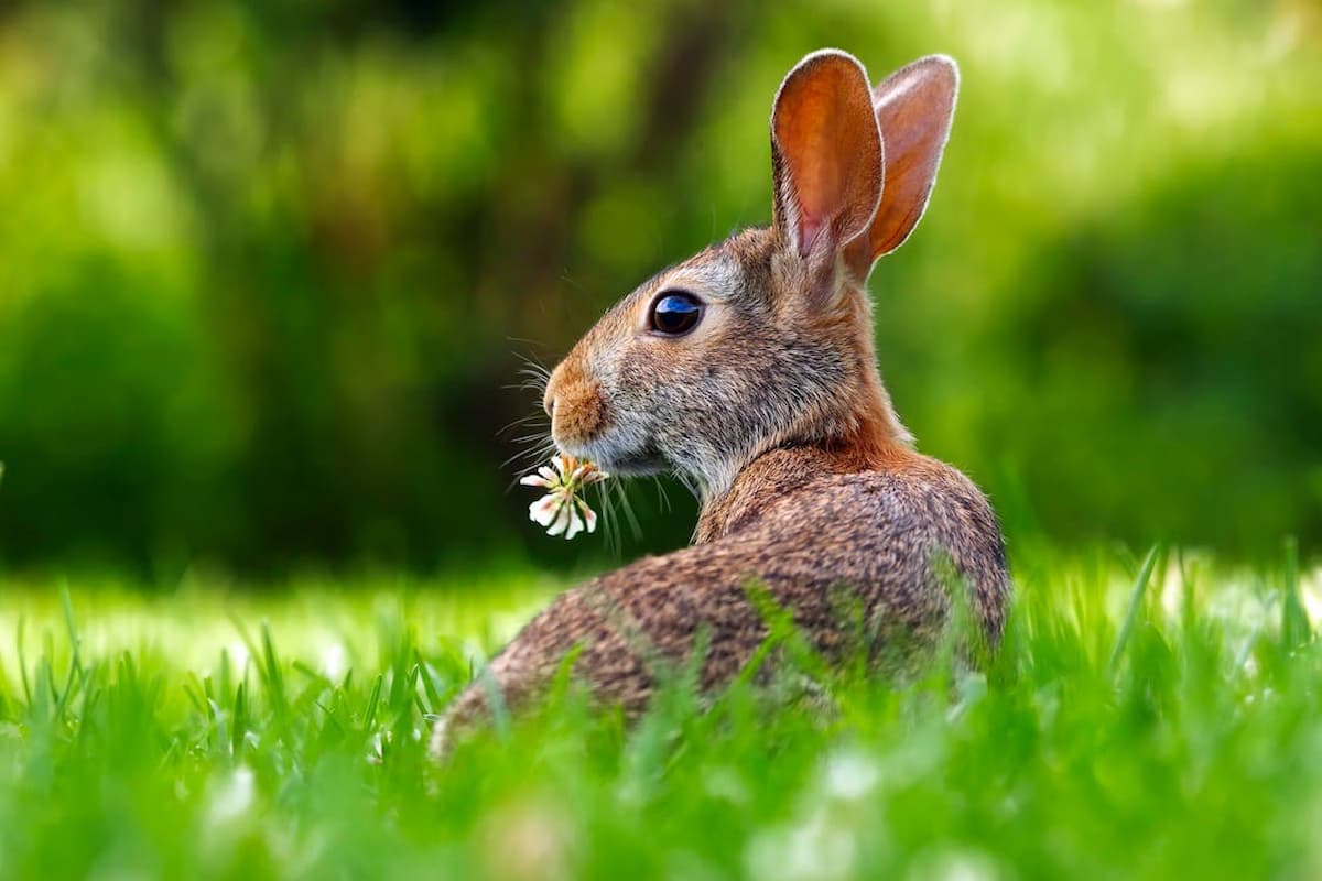 Mini app Rocky Rabbit anuncia que seu airdrop será em setembro