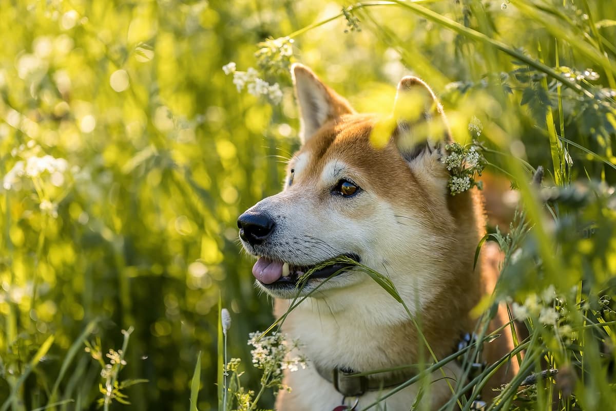 Grayscale pode lançar produtos focados no Dogecoin (DOGE) em breve