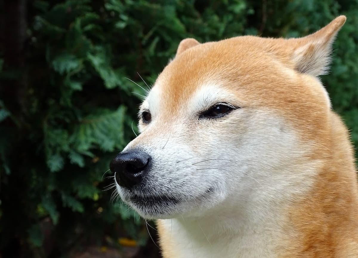 Dogecoin (DOGE) atingirá marca de US$ 1 nos próximos seis meses, aponta analista