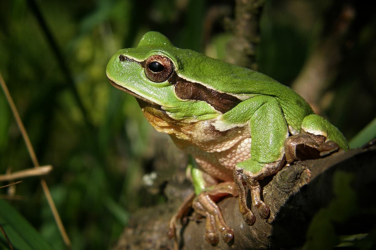 PEPE surpreende ao entrar no top 20 e superar Uniswap em capitalização de mercado